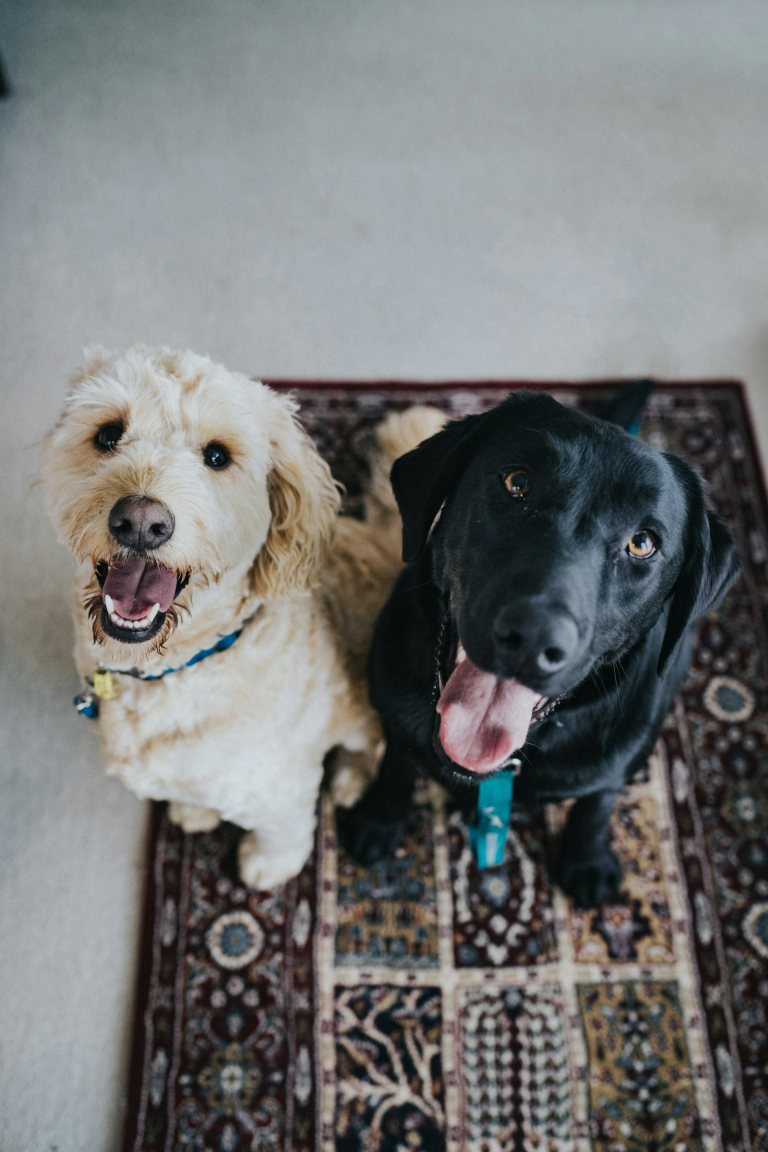 Formule NutriZampa nella routine quotidiana del cane